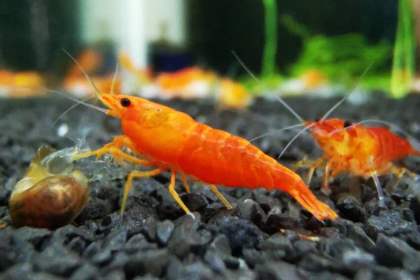 Orange Fire (Orange Sakura)– Neocaridina davidi